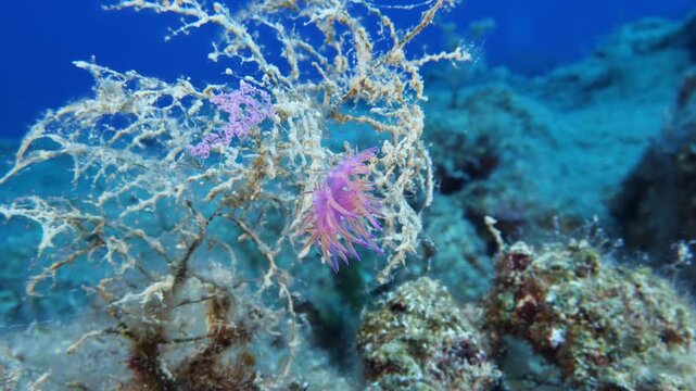nudibranch underwater on a hydra colony with its eggs flabellina