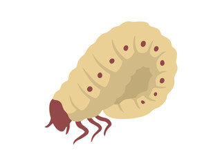 Maggot Sango Worm Illustration