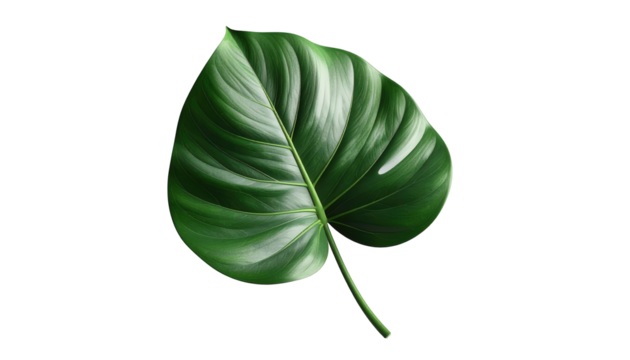 Green leaf, vividly illuminated, showcases a vibrant display against a deep, stark black backdrop.