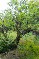 Old tree with twisted branches and fresh green leaves growing in a peaceful garden setting