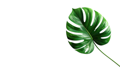 Striking  showcases a vibrant green monstera leaf against a stark black background.