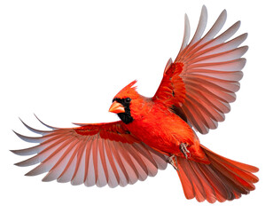 Obraz premium Two Variations of Red Cardinal Bird in Motion – isolated on transparent background