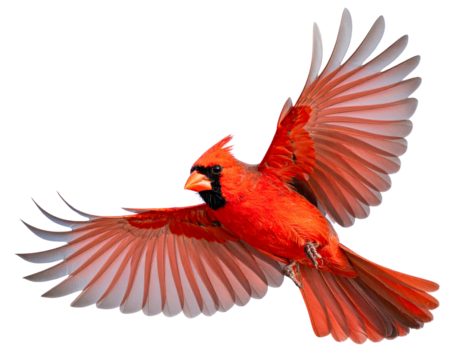 Two Variations of Red Cardinal Bird in Motion – isolated on transparent background

