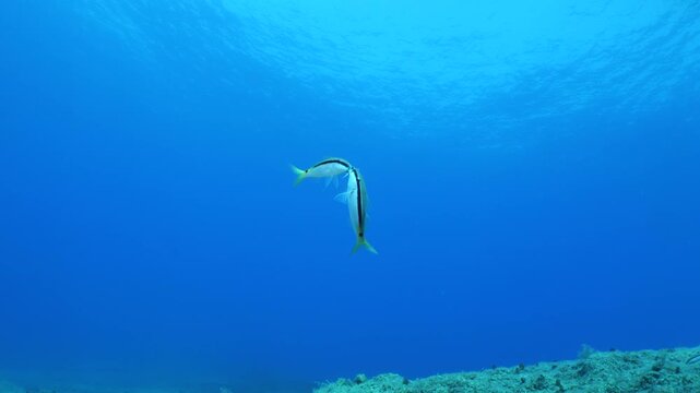 lessepsian mullets are chasing each other underwater Mullus barbatus