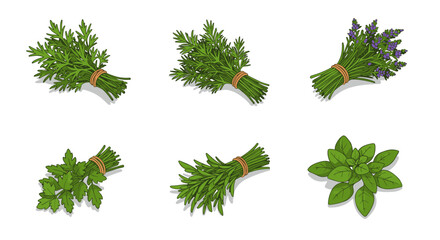 Herb bundles collection: parsley, rosemary, lavender, and basil on white background