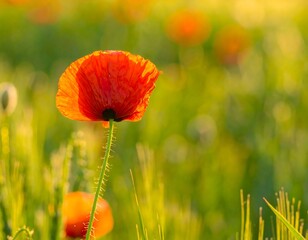 Naklejka premium Vibrant poppy in a field at sunset