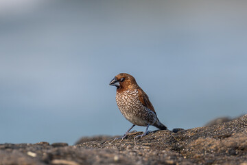Bird on the beach of Canggo in Bali
