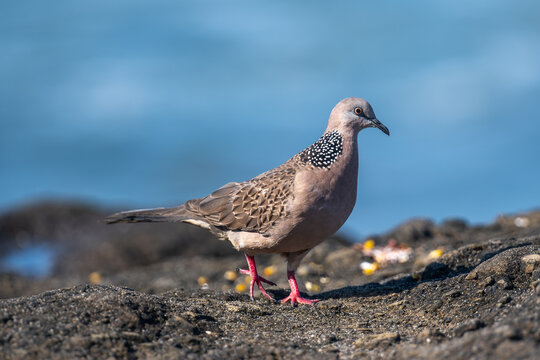 Bird on the beach of Canggo in Bali