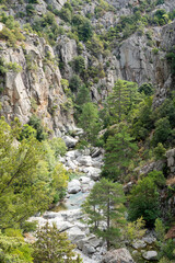 Rocky gorge with a clear stream and trees