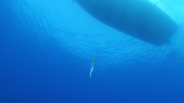 lessepsian mullets are chasing each other underwater Mullus barbatus