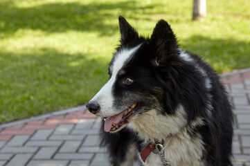 Siberian laika in autumn park. Dog on street walk