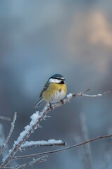 Obraz premium A blue tit perched on a snowy branch