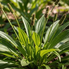 Obraz premium Close-up shot showcasing Plantago lanceolata, also known as ribwort plantain