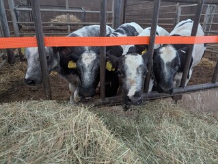 Cows eating