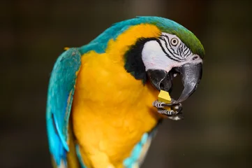 Papier peint photo Perroquet Blue yellow macaw parrot eating closeup portrait profile view colorful tropical bird wildlife nature zoo captivity vivid plumage beak  © sebastiangora