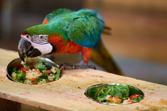 Green red macaw parrot eating vegetables bowl feeding enrichment zoo captivity colorful tropical bird wildlife nature portrait closeup