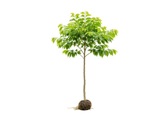 Isolated young tree with roots ready to be planted in the garden landscape nursery stock