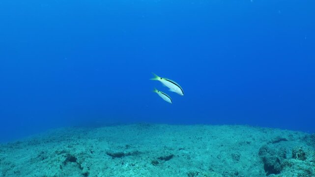 lessepsian mullets are chasing each other underwater Mullus barbatus