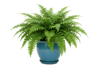 Isolated Boston fern in blue pot arrangement. Home decor foliage adds charm to any space