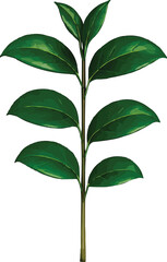 Camellia Plant Without Flower