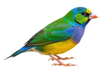 Isolated Gouldian finch perching, wild bird with bright colors, exotic bird for design