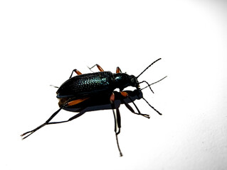 Blacn ground beetle