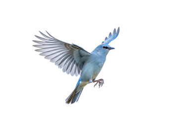 Obraz premium Isolated bird with outstretched wings hovers gracefully, light feathers and captivating blue plumage