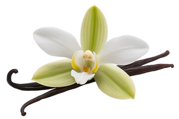 Vanilla Orchid and Beans, cutout, PNG isolated on white or transparent background
