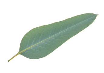 Isolated Blue Eucalyptus Leaf, Green Silver Drop Gum Tree, Natural Botany, Australian Native Plant