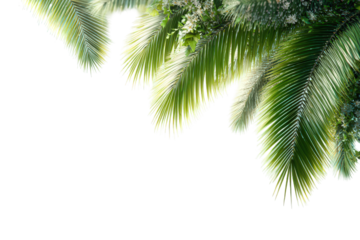 Palm Fronds Against Black Background Illuminated By Sunlight