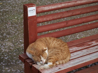 桜の花びら散り始めた尾道の街でベンチに座る猫