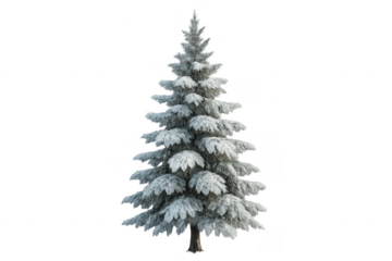 Snowy pine tree for christmas and winter themes