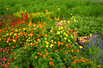 フラワーガーデン