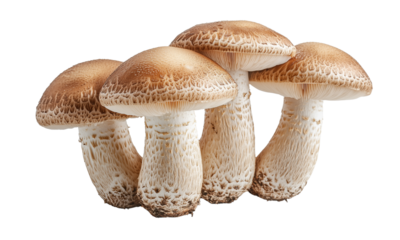 Cluster of brown-capped shiitake mushrooms with textured stems and visible gills.