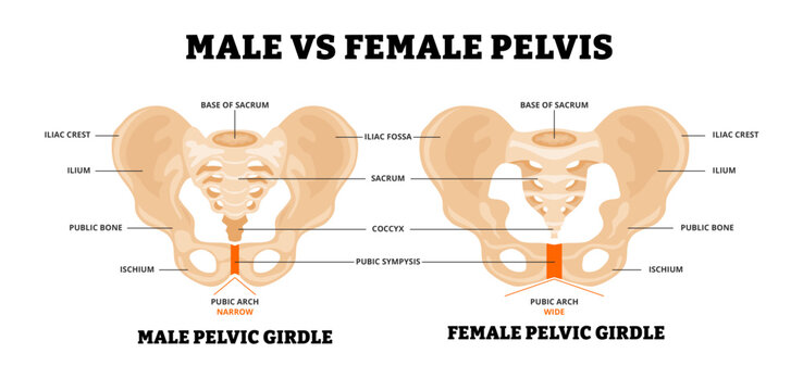 Male vs Female pelvis structure diagram. Healthcare poster design. Anatomy of human pelvic bone. Main difference with girdle,sacrum, coccyx, symphysis, ischium, ilium, iliac,pubic arch narrow and wide