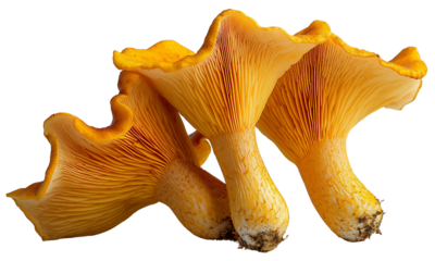 Three golden chanterelle mushrooms with trumpet-shaped caps and pronounced gill-like ridges.