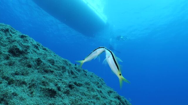 lessepsian mullets are chasing each other underwater Mullus barbatus