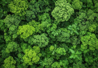 Fototapeta premium Dense green forest canopy (2)