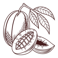 mango on white background 