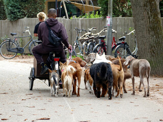 Dogsitter col triciclo mentre porta a passeggio i suoi cani
