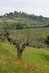Fototapeta premium Ancient olive tree with poppies and vineyards