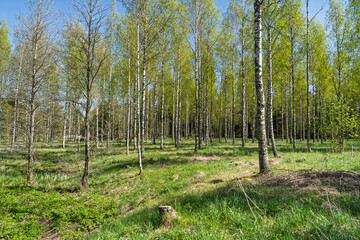 Obraz premium Sunny Nordic birch forest in spring. Fresh green grass and new leaves under a bright blue sky bring a feeling of renewal, tranquility and pure nature.