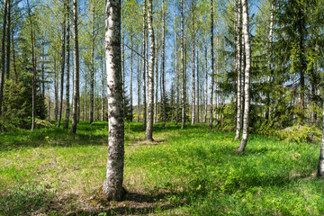 Naklejka premium Bright Nordic birch forest in spring. Lush green grass, clear blue sky, and fresh natural colors create a peaceful and inviting nature scene.
