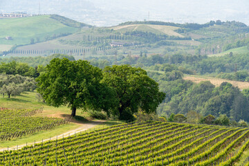 Fototapeta premium Rolling hills and vineyards under a hazy sky