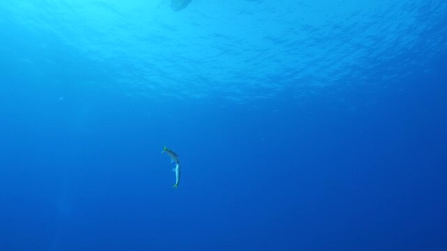 lessepsian mullets are chasing each other underwater Mullus barbatus