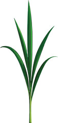 3D Gladiolus Plant Without Blooms
 on transparent Background