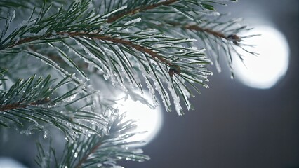Obraz premium Frozen Pine Needles Close-Up With Ice Crystals. Winter Nature Detail. Bright Background Light. Icy Christmas Mood
