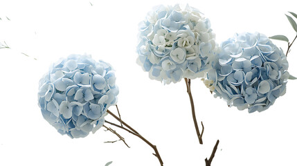 Three Light Blue Hydrangea Flower Heads on Thin Branches with Falling Petals on PNG Transparent Background