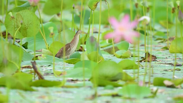 A beautiful Yellow Bittern (Ixobrychus&nbsp;sinensis) stalks fish among vibrant pink water lilies. A rare, stunning contrast of avian wildlife and colorful aquatic botany.