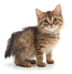 Cute brown tabby kitten standing on white background